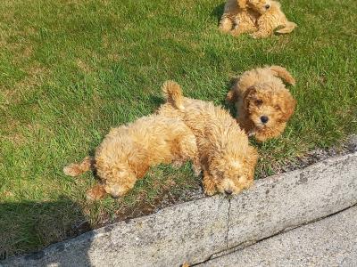 Stunning Poochon puppies in Limerick