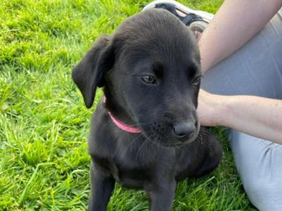 Beautiful Black Labrador x  for sale in Monaghan