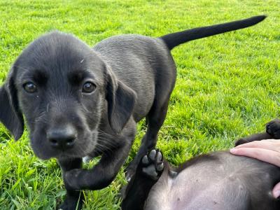Beautiful Black Labrador x  for sale in Monaghan