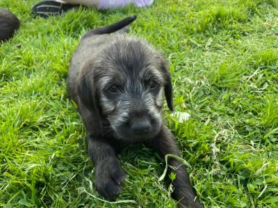 Beautiful Black Labrador x  for sale in Monaghan