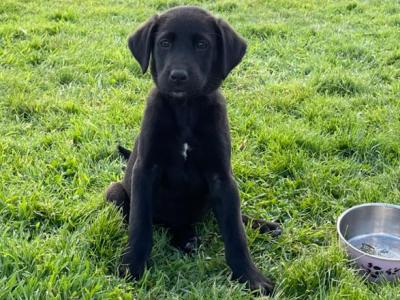 Labrador x Terrier puppies in Monaghan - **Only 3 Left**