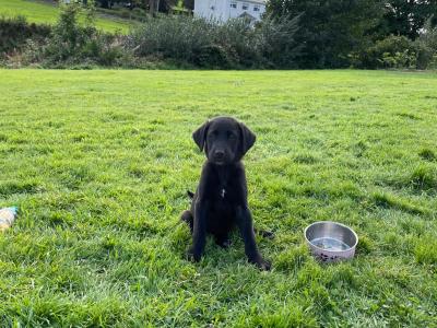 Beautiful Black Labrador x  for sale in Monaghan