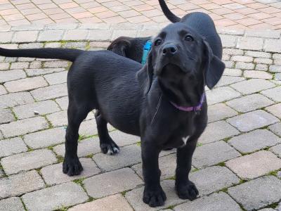 Beautiful Black Labrador x  for sale in Monaghan