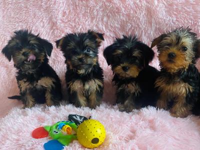 Purebred Yorkshire Terrier pups