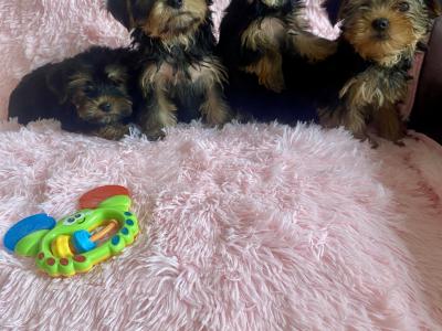 Purebred Yorkshire Terrier pups