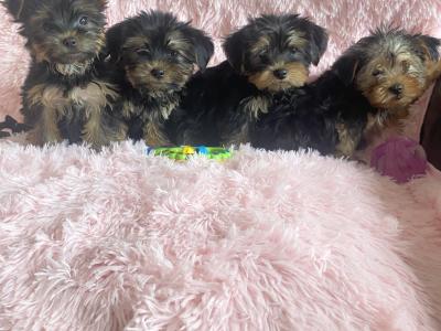 Purebred Yorkshire Terrier pups