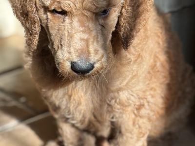 Standard Red Poodles IKC (pending) - Champion Lines - in Donegal