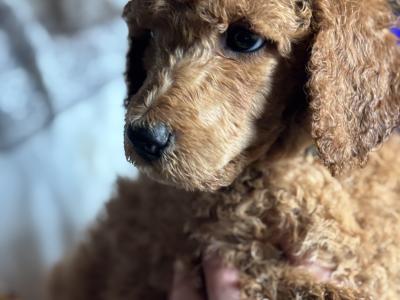 Standard Red Poodles IKC (pending) - Champion Lines - in Donegal