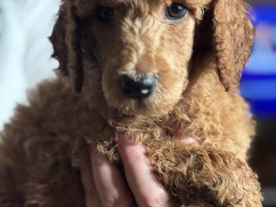 Standard Red Poodles IKC (pending) - Champion Lines - in Donegal