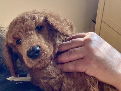 Standard Red Poodles IKC (pending) - Champion Lines - in Donegal