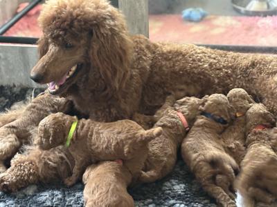 Standard Red Poodles IKC (pending) - Champion Lines - in Donegal