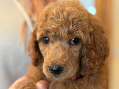 Standard Red Poodles IKC (pending) - Champion Lines - in Donegal