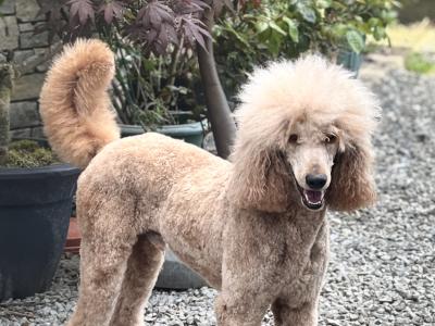 Standard Red Poodles IKC (pending) - Champion Lines - in Donegal