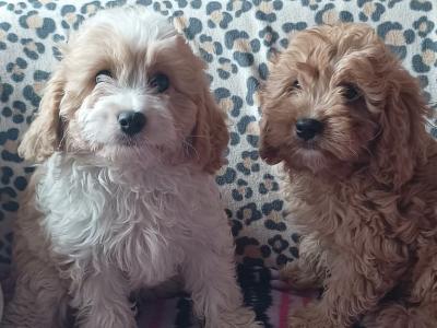 Cavapoo puppies in Kilkenny
