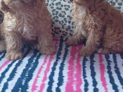 Cavapoo puppies in Kilkenny