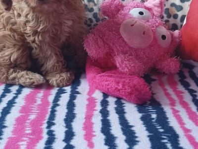 Cavapoo puppies in Kilkenny