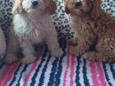 Cavapoo puppies in Kilkenny