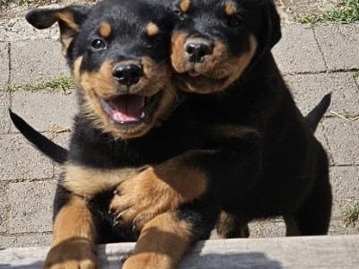 3 male Rottweiler puppies in Dublin