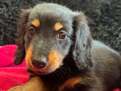 Teddy and Daisy Two Mini Long Haired Dachshund puppies in Clare