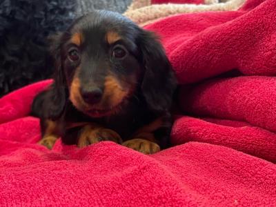 Teddy and Daisy Two Mini Long Haired Dachshund puppies in Clare