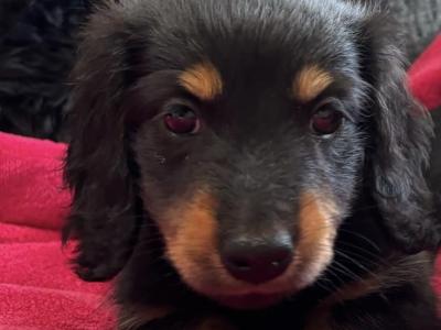 Teddy and Daisy Two Mini Long Haired Dachshund puppies in Clare