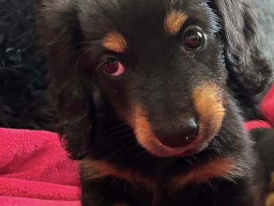 Teddy and Daisy Two Mini Long Haired Dachshund puppies in Clare