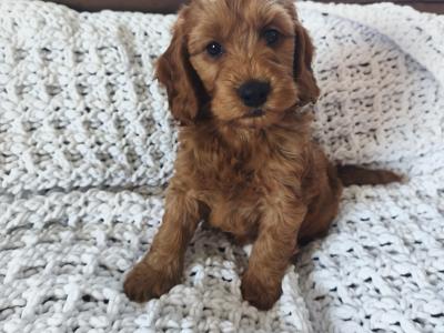 Red Cockapoo puppies 2 females available in Wexford
