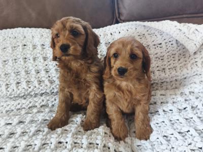 Red Cockapoo puppies 2 females available in Wexford