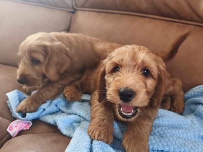Red Cockapoo puppies 2 females available in Wexford