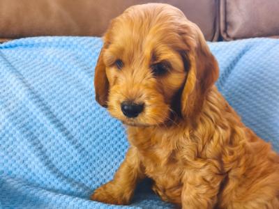 Red Cockapoo puppies 2 females available in Wexford