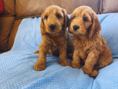 Red Cockapoo puppies 2 females available in Wexford