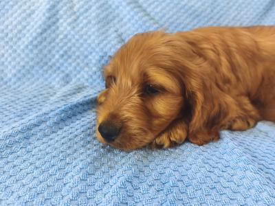Red Cockapoo puppies 2 females available in Wexford