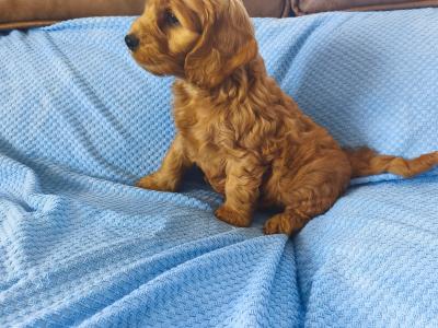 Red Cockapoo puppies 2 females available in Wexford
