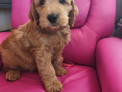 Red Cockapoo puppies 2 females available in Wexford