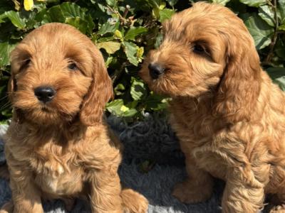 F1 Fully Health Tested Cockapoo puppies in Mayo