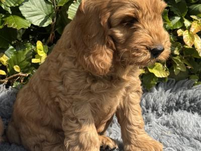 F1 Fully Health Tested Cockapoo puppies in Mayo