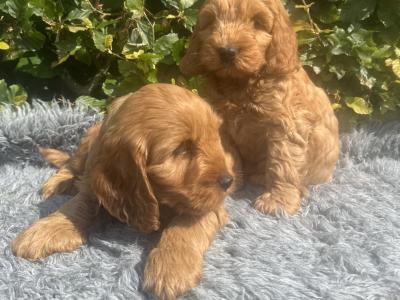 F1 Fully Health Tested Cockapoo puppies in Mayo