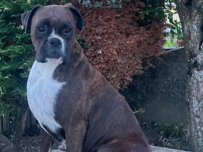 Beautiful Boxer Puppies in Tipperary