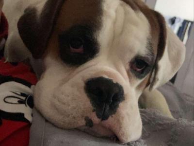 Beautiful Boxer Puppies in Tipperary