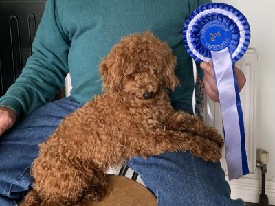 F1 Fully Health Tested Cockapoo puppies in Mayo