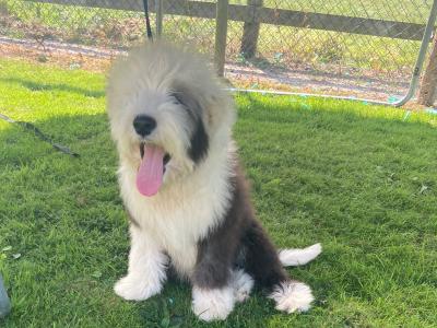 IKC Registered male Old English Sheepdog puppy in Tipperary