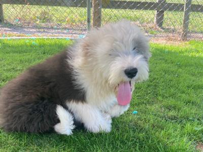 IKC Registered male Old English Sheepdog puppy in Tipperary