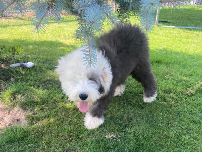 IKC Registered male Old English Sheepdog puppy in Tipperary