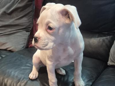 Beautiful Boxer Puppies in Tipperary