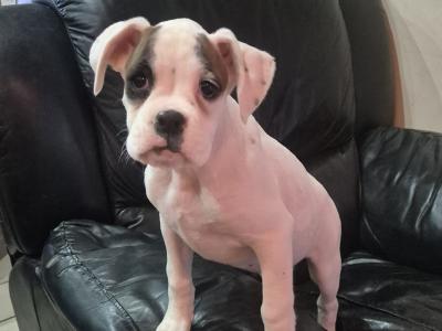 Beautiful Boxer Puppies in Tipperary