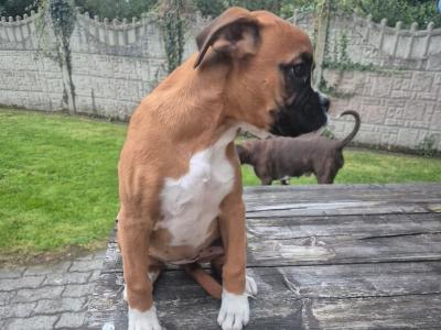 Beautiful Boxer Puppies in Tipperary