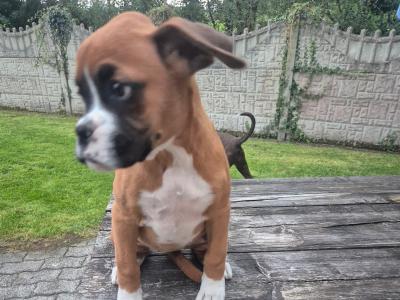 Beautiful Boxer Puppies in Tipperary