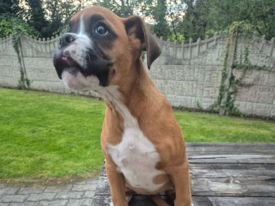 Beautiful Boxer Puppies in Tipperary