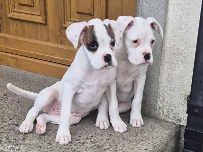 Beautiful Boxer Puppies in Tipperary