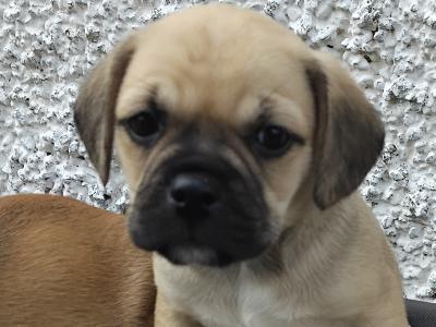Puggle (Pug x Beagle) puppies in Kilkenny